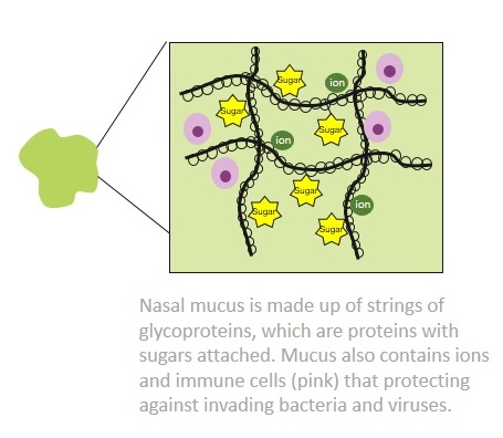 Diagram showing the components of nasal mucus: sugar, ions, and glycoproteins.