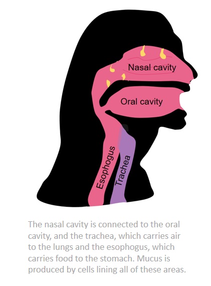 A diagram showing where mucus is produced in the nasal cavity and respiratory pathway.