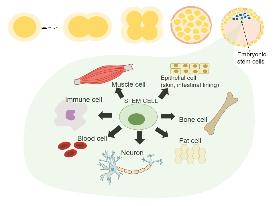 A diagram of how a stem cell develops into multiple cell types. These stem cells are found in umbilical cord blood.