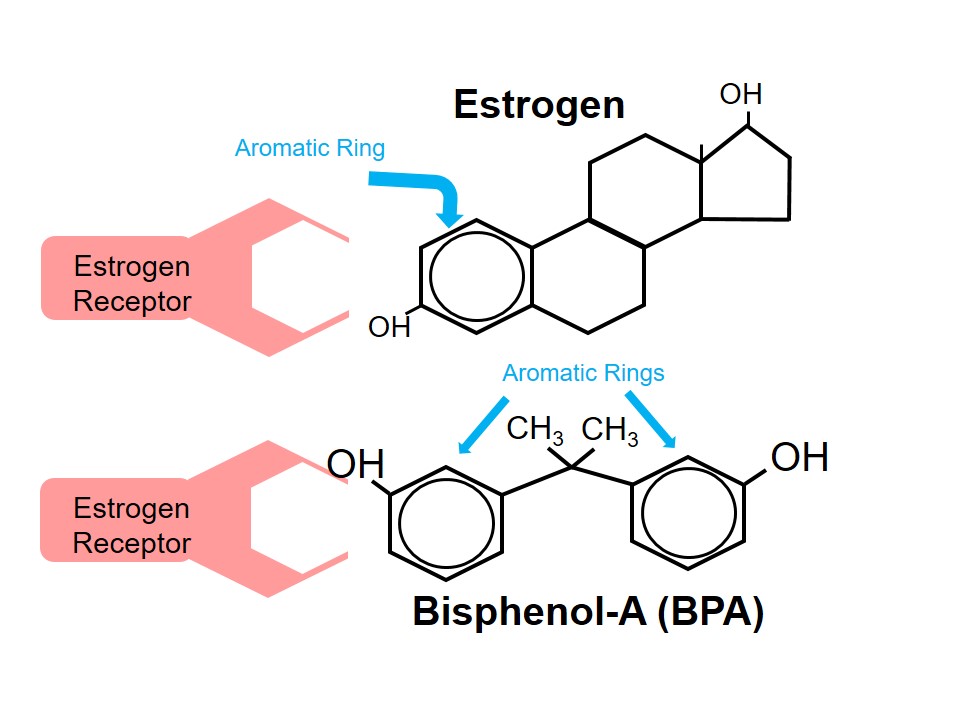 Common ring structure of Estrogen and BPA.