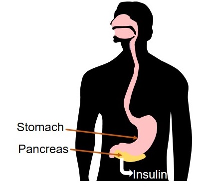 Figure of a man's silhouette with the stomach and pancreas. The pancreas releases insulin when blood sugar levels rise. 