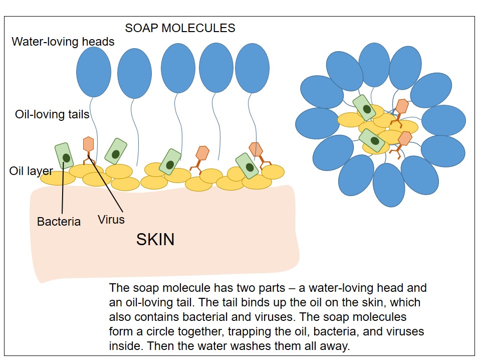 A diagram of how soap removes bacteria and viruses from your skin,