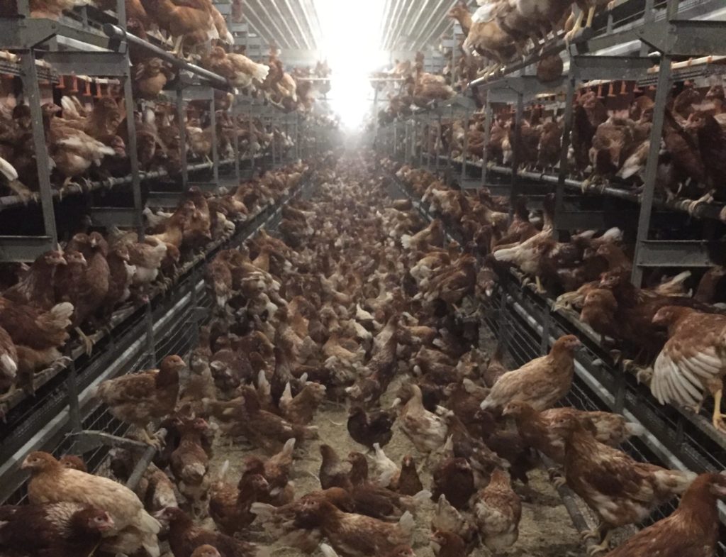 Picture of a cage-free environment. It is a food myth that cage-free environments are more humane than caged environments. 