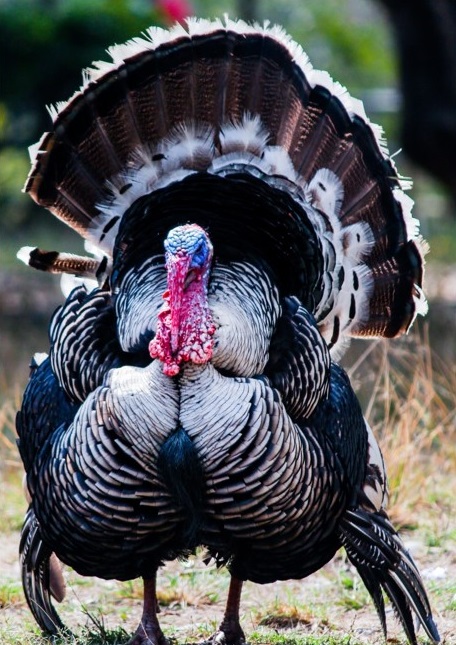 Large brown turkey with comb and wattle. Thanksgiving turkeys do not look like this. 