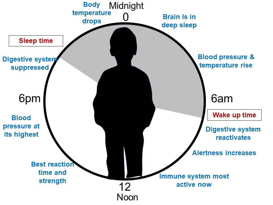 A figure of the daily cycle for humans, including digestive changes, immune changes, alertness, and sleep. This is shifted during Daylight Savings Time. 