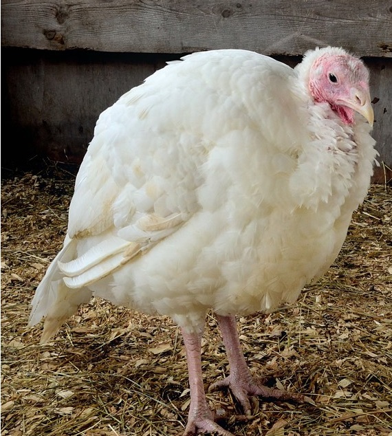 A picture of a white turkey. Thanksgiving turkeys look like this. 