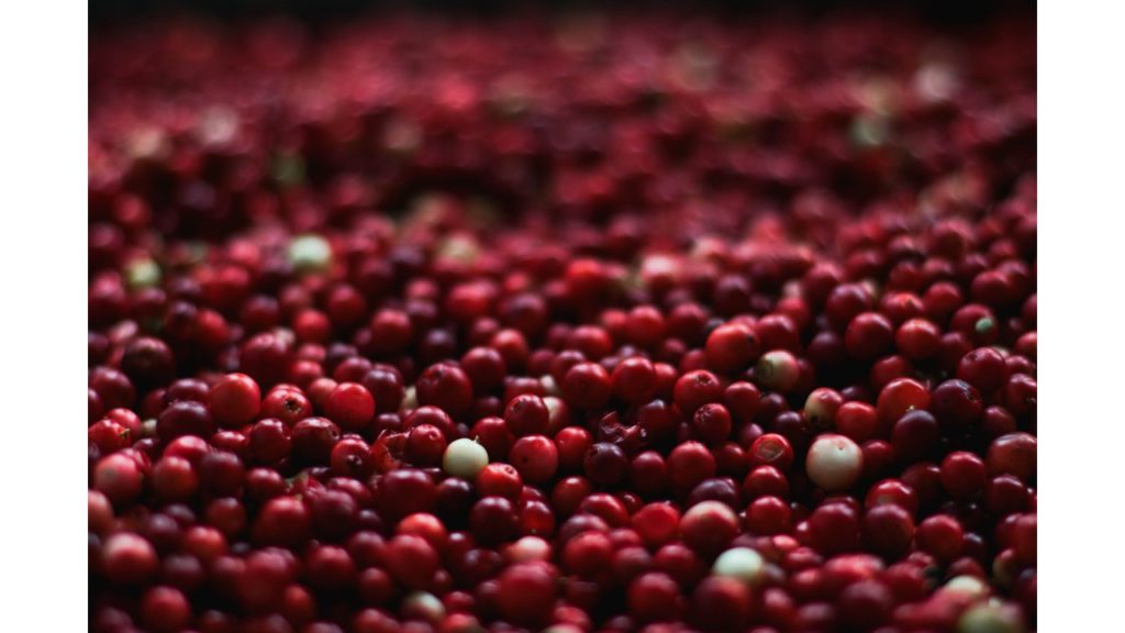 Picture of cranberries, a common Thanksgiving food.