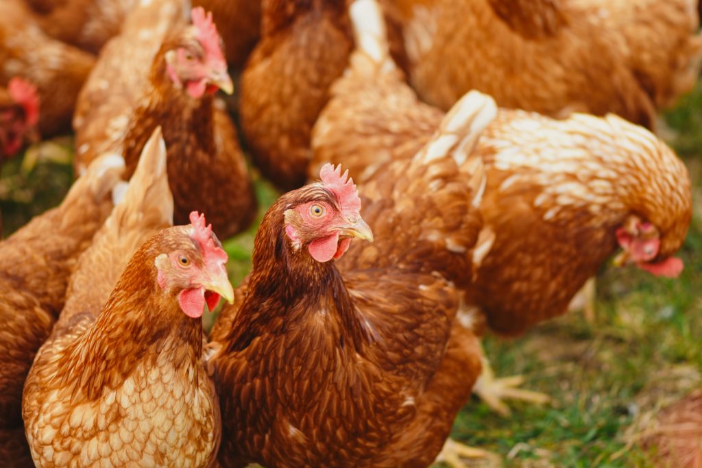 Picture of pasture-raised chickens. These are the healthiest options, when food myths are that cage free is healthiest. 