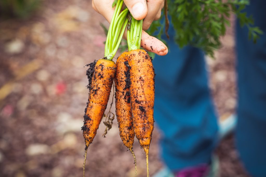 Picture of carrots picked from the dirt. It is a food myth that organic products are pesticide-free and healthier than conventional products. 