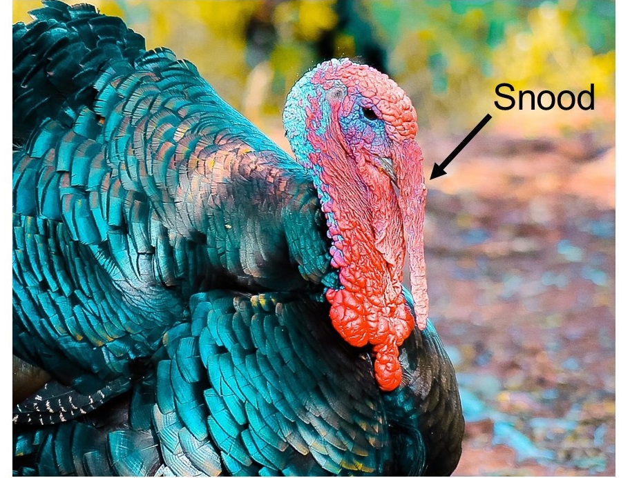 what is the snood on a turkey