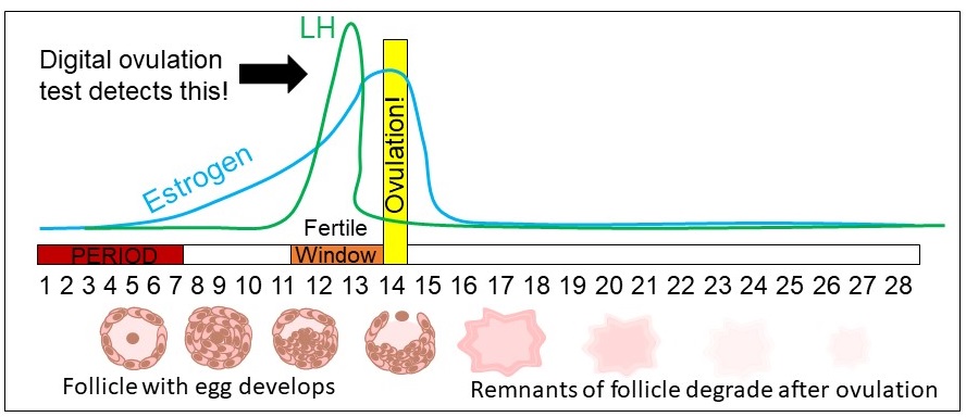 Picture of how the LH surge fits in with the estrogen profile.