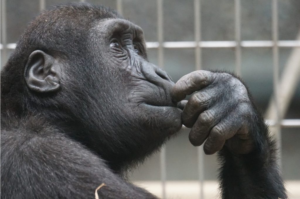 Picture of a chimpanzee. One study showed that chimpanzees can develop their own swear words.