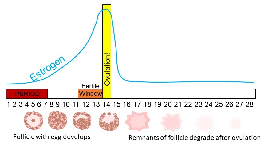 Picture of estrogen profile in relation to ovulation. When trying to get pregnant, this can help to understand how to time intercourse.