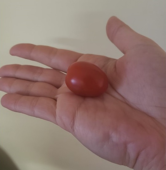 Picture of a grape tomato in a hand. Describing this can be a good practice of mindfulness.