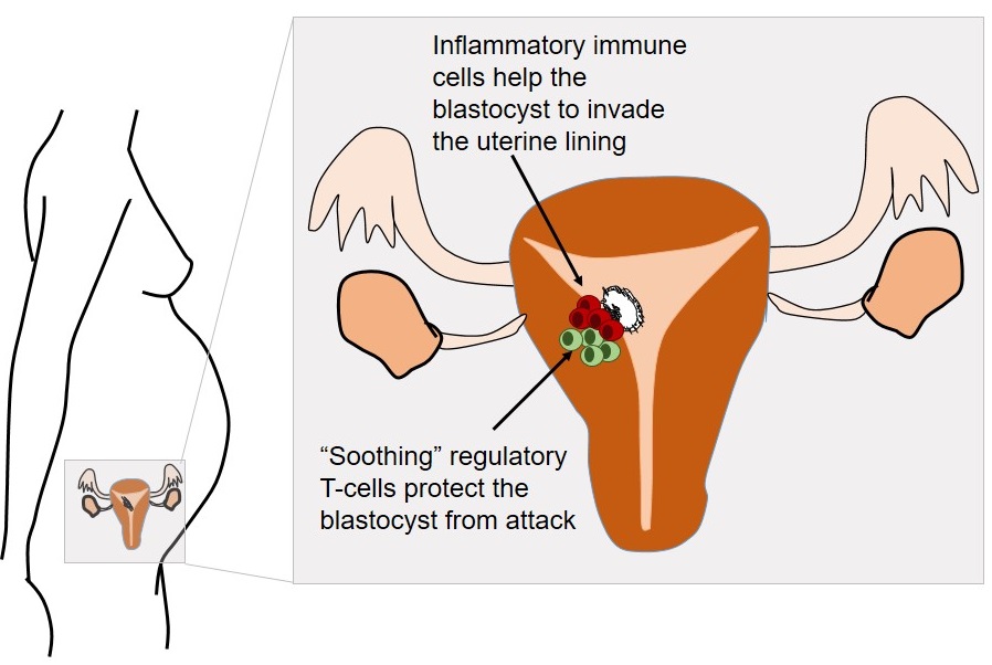 A figure of how maternal immune cells help the blastocyst implant. These immune cells may be partially responsible for mom brain. 