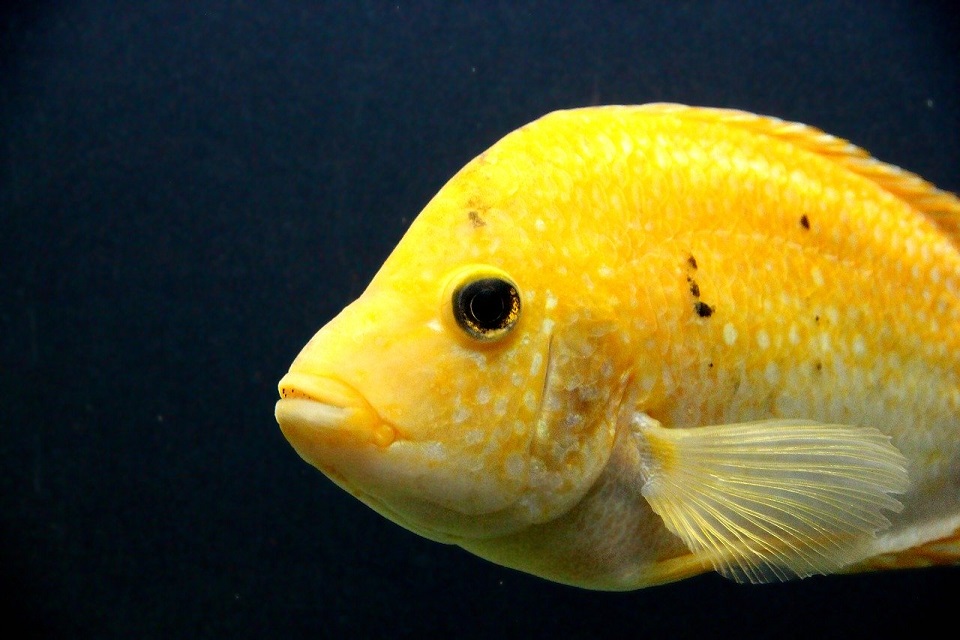 Picture of a cichlid.