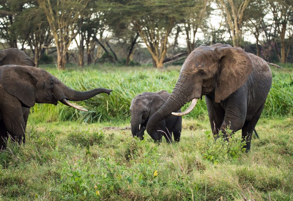 Picture of an elephant with her baby.