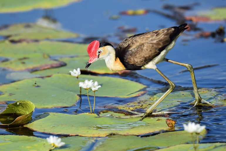 Picture of a comb-crested jacana.