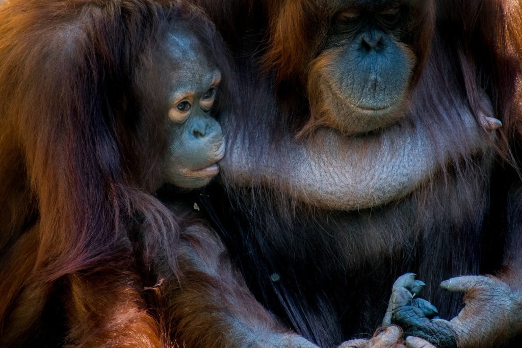 Picture of an orangutan nursing an older baby.