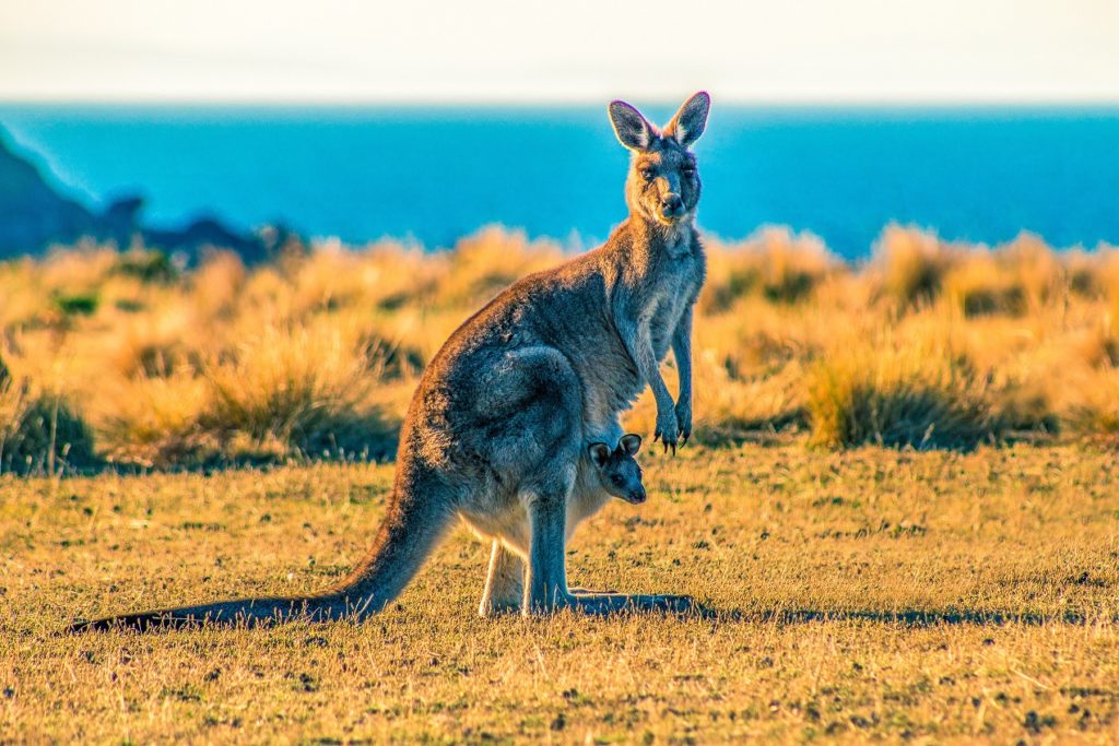 Picture of a kangaroo with a joey in her pouch.