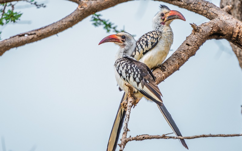 Picture of red billed hook bills.