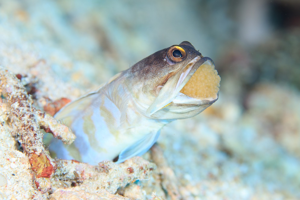 Picture of a mouthbrooding jawfish.