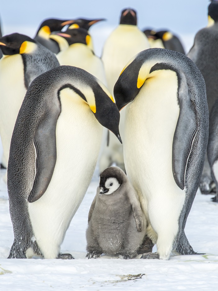 Picture of emperor penguin pair with a chick.