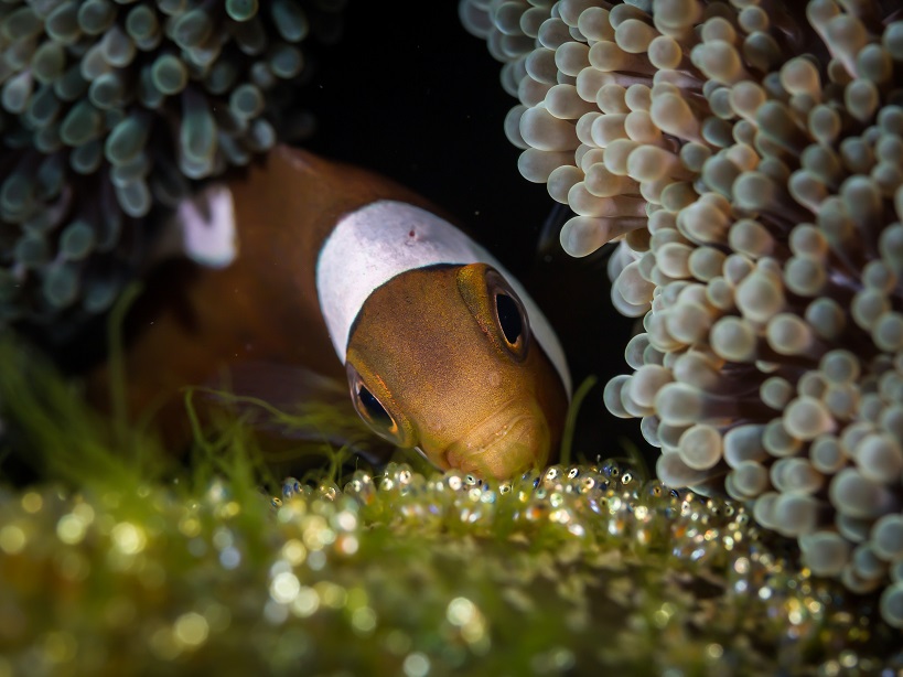 Picture of a clownfish tending to his eggs.