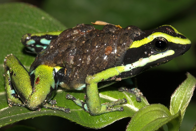 Picture of a three-striped poison dart frog carrying tadpoles on its back.