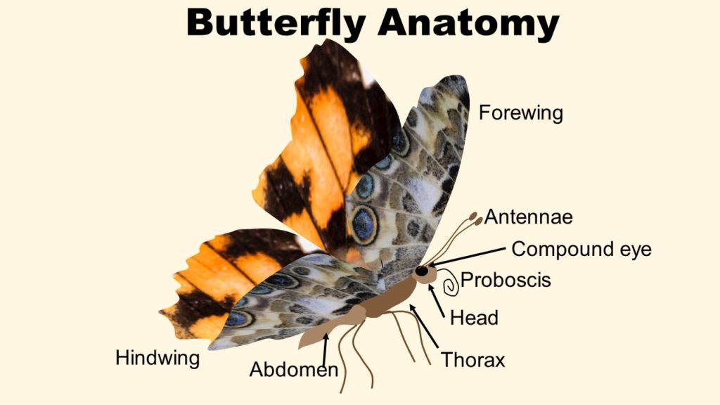 DIagram of butterfly anatomy