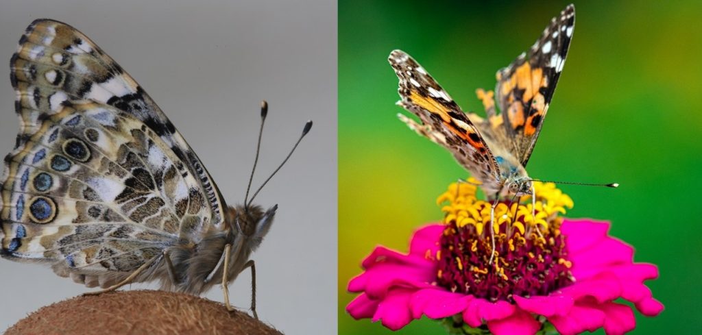 Pictures of Painted Lady Butterflies.