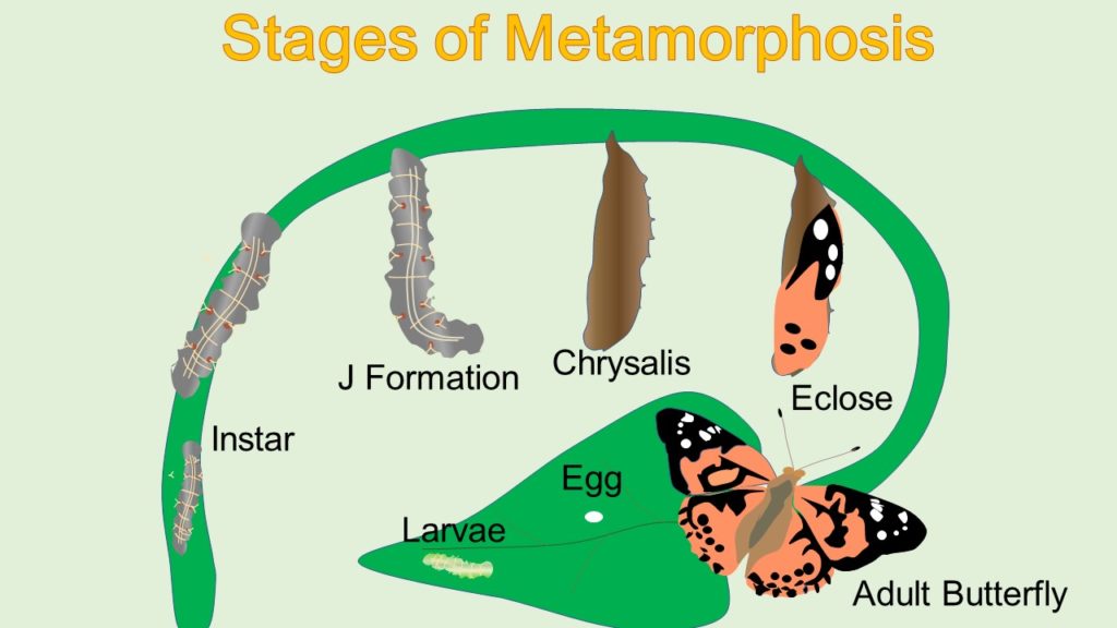 Diagram of butterfly metamorphosis